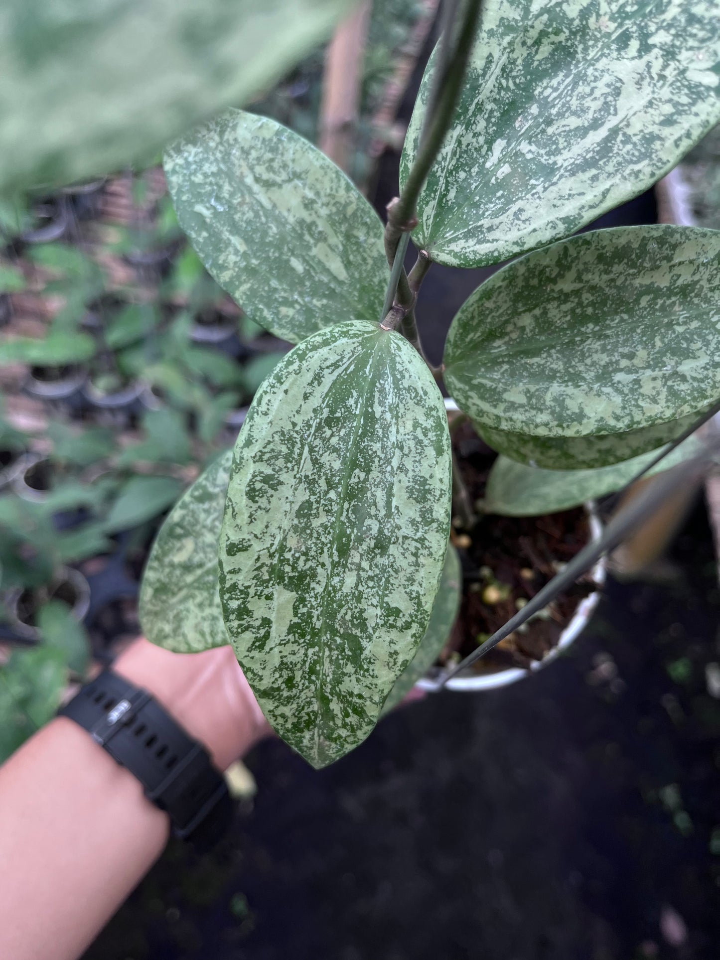 Hoya Rangsan Silver