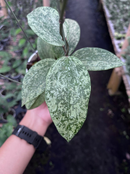 Hoya Rangsan Silver