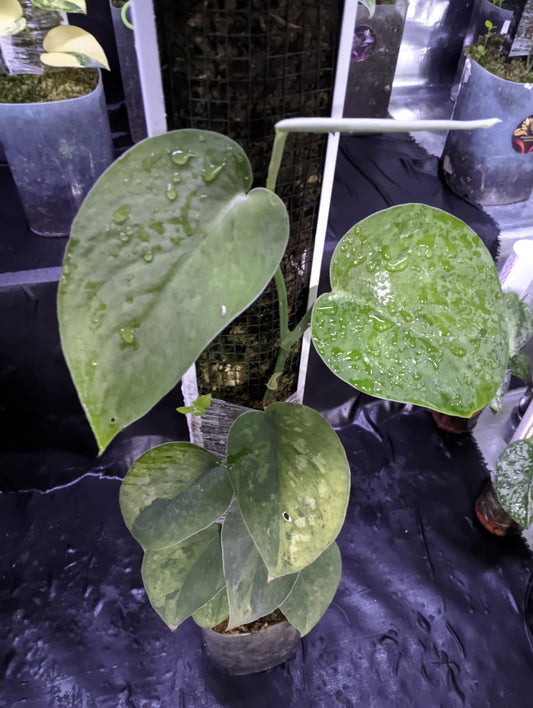 Scindapsus Raven 3 Color