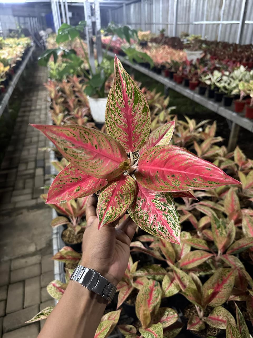 Aglaonema Red Legacy