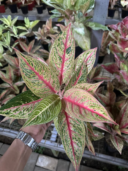 Aglaonema Red Legacy