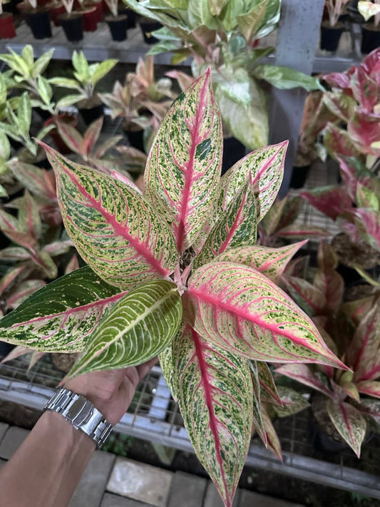 Aglaonema Red Legacy
