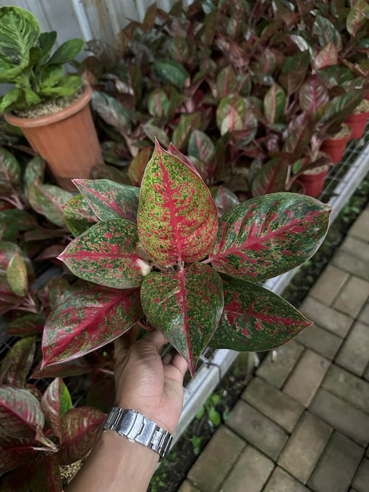 Aglaonema Red Stardust