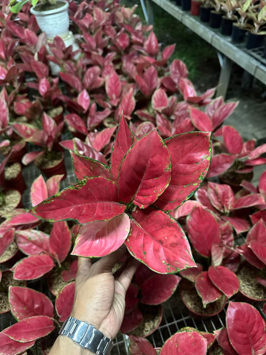 Aglaonema Red Venus