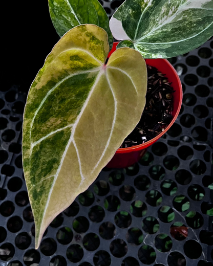 Anthurium Red Devil pink Variegated