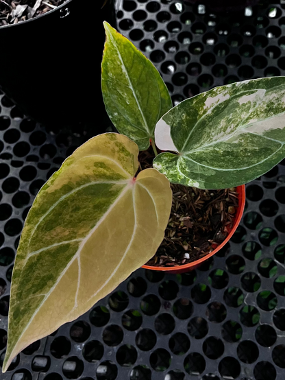 Anthurium Red Devil pink Variegated