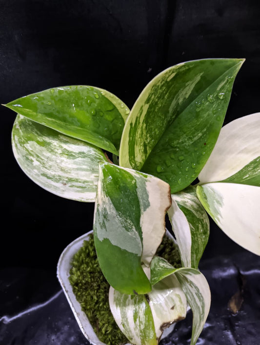 Scindapsus Rubicon Albo