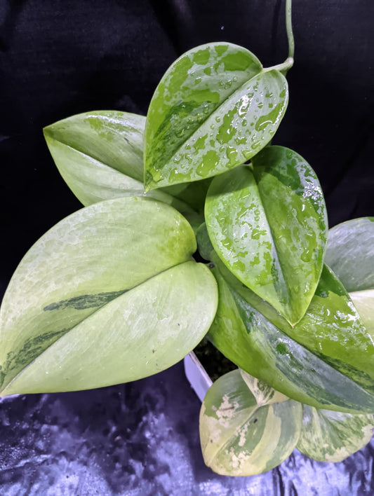 Scindapsus Rubicon Green on Green