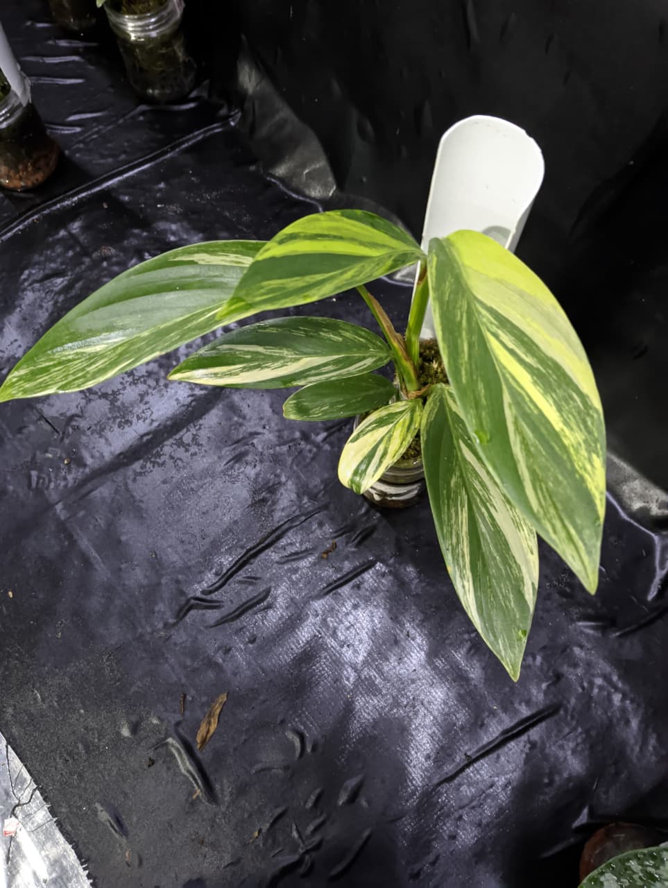 Scindapsus Rupertis