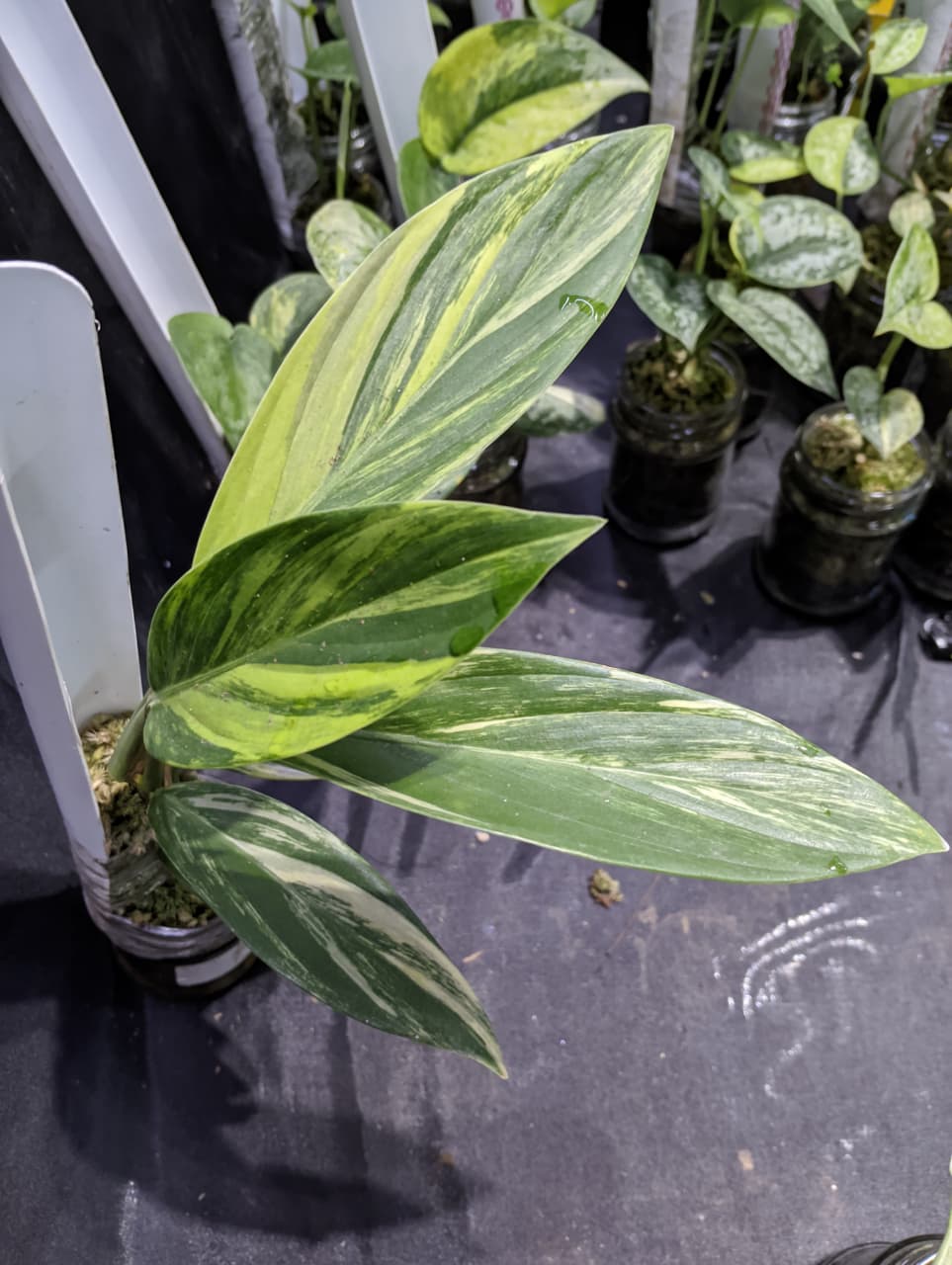 Scindapsus Rupertis