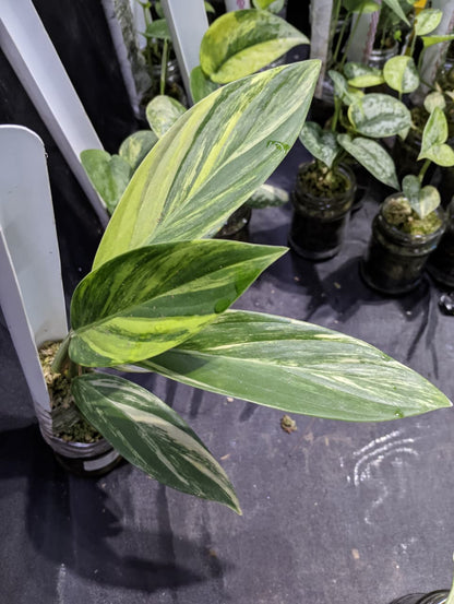 Scindapsus Rupertis