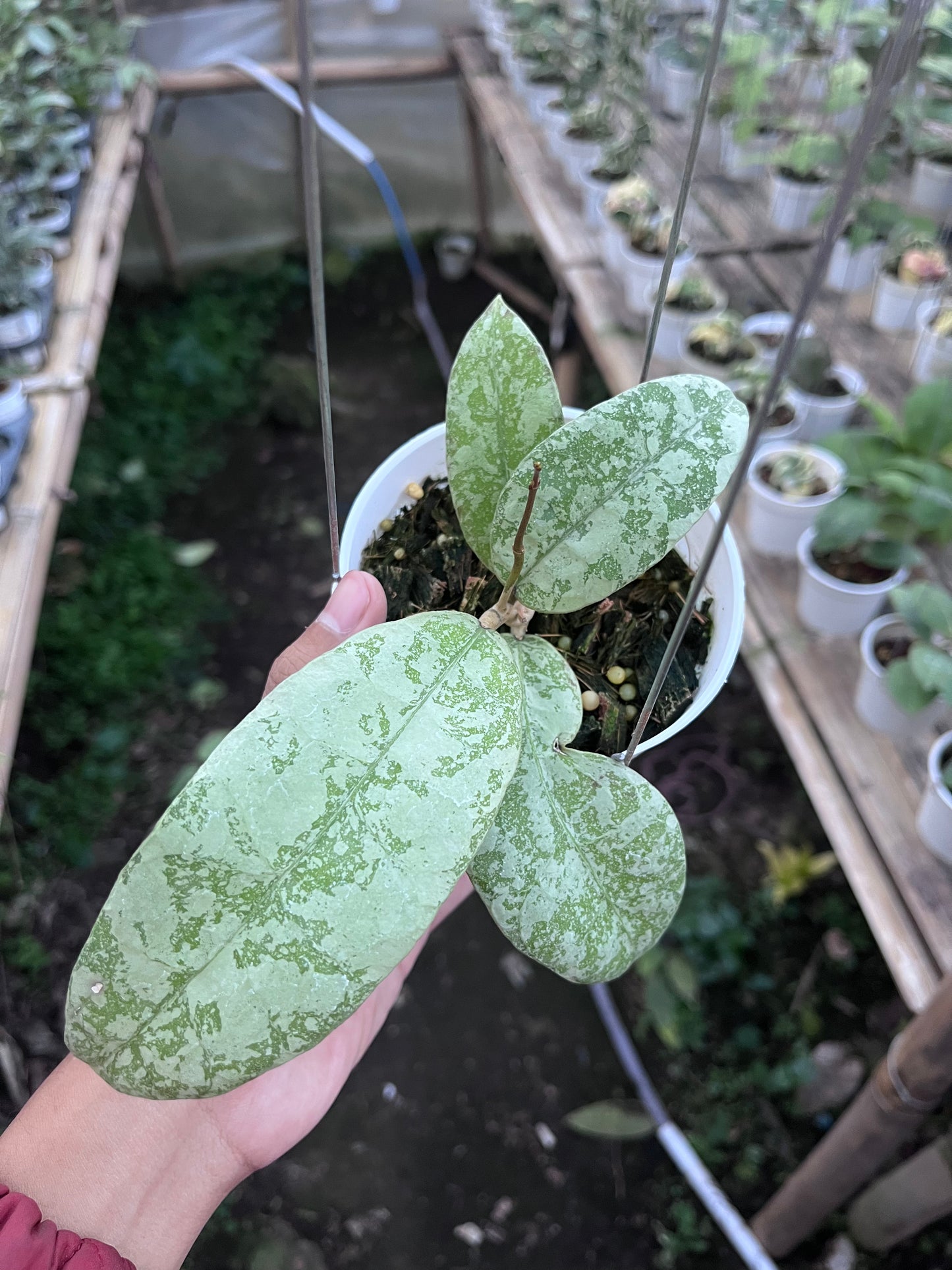Hoya SLM 04 Silver