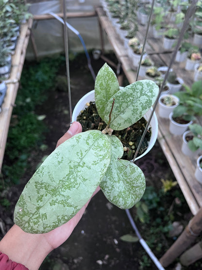 Hoya SLM 04 Silver