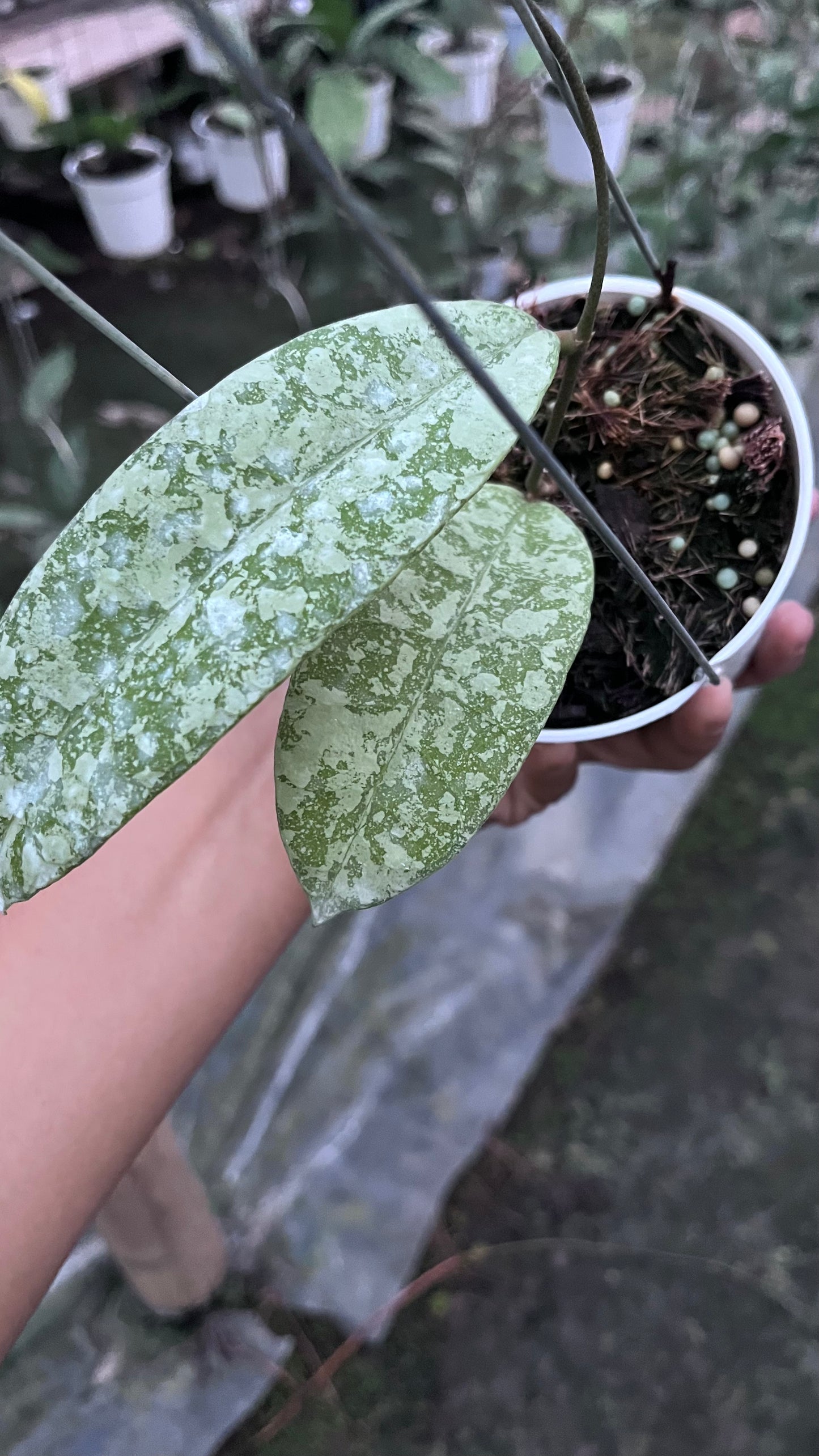 Hoya SLM 04 Silver