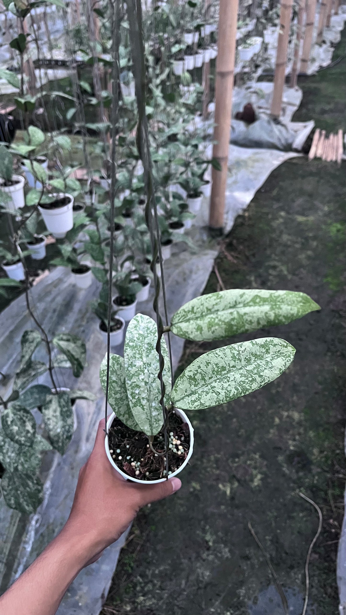 Hoya SLM 04 Silver