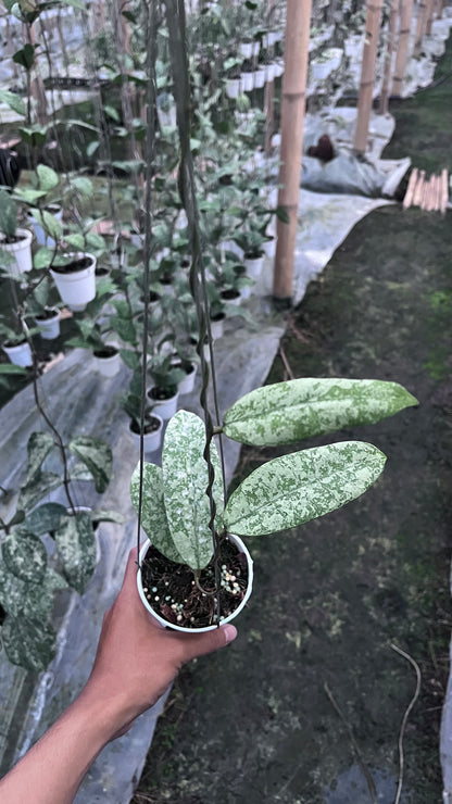 Hoya SLM 04 Silver