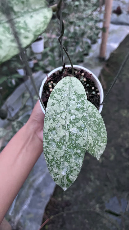 Hoya SLM 04 Silver