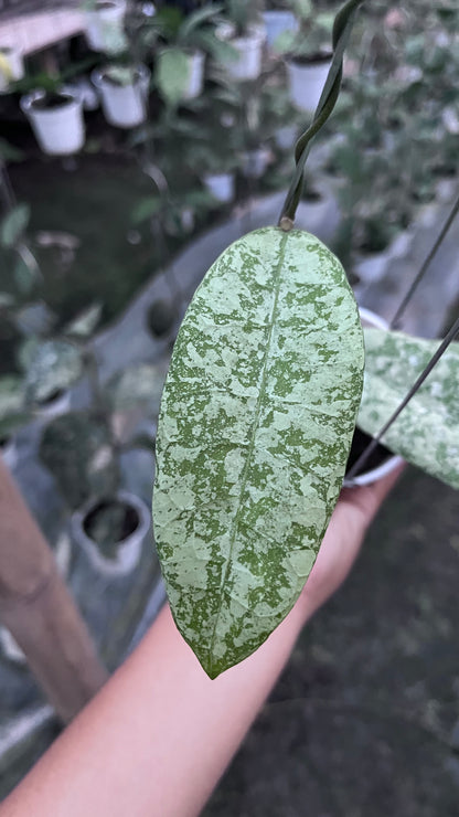 Hoya SLM 04 Silver