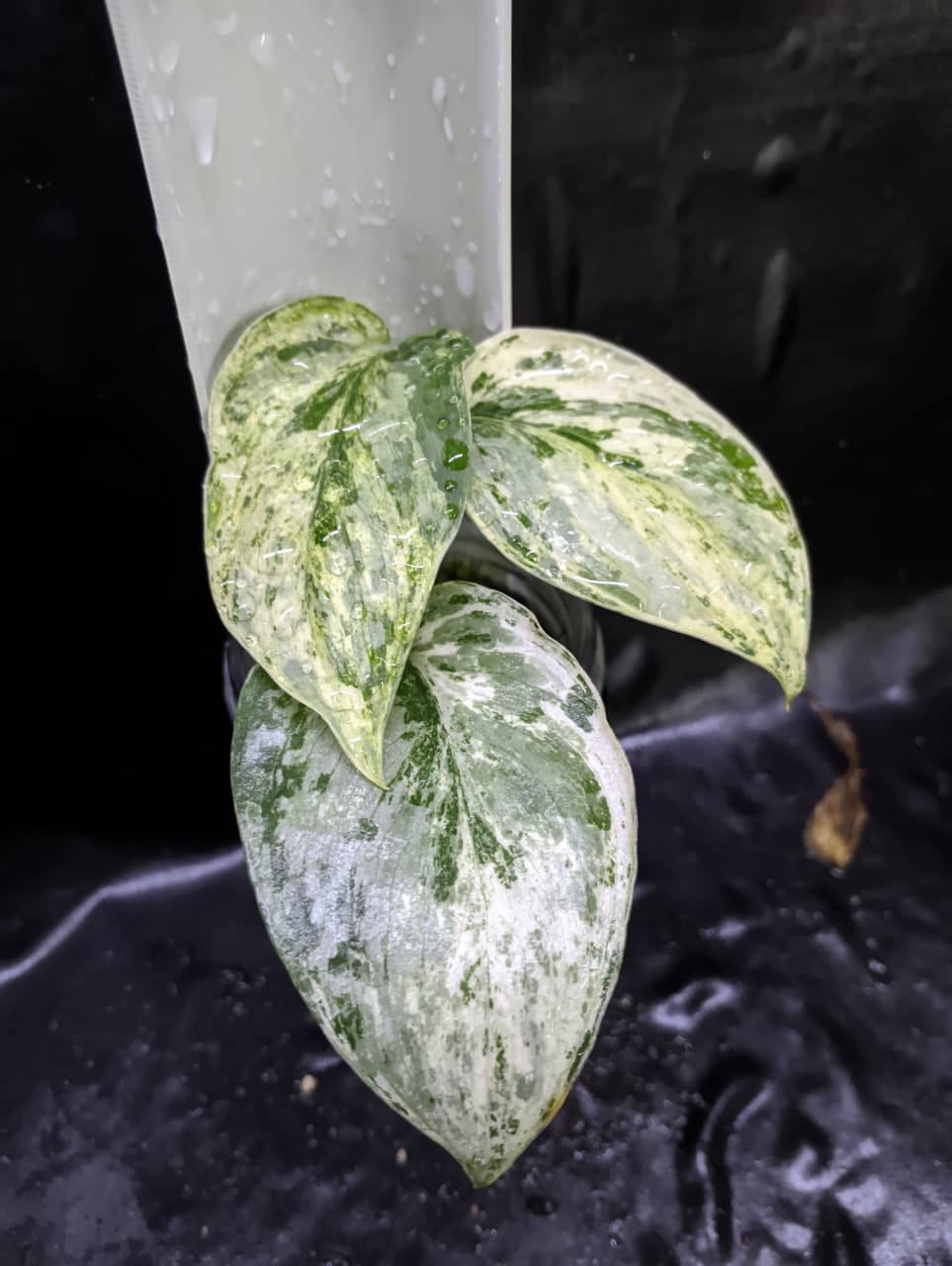 Scindapsus Sadewa