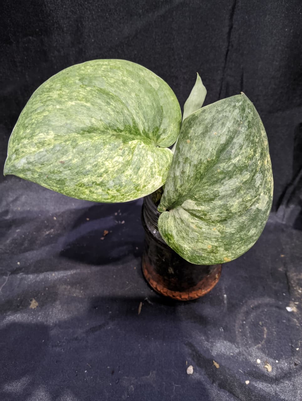 Scindapsus Salakanagara