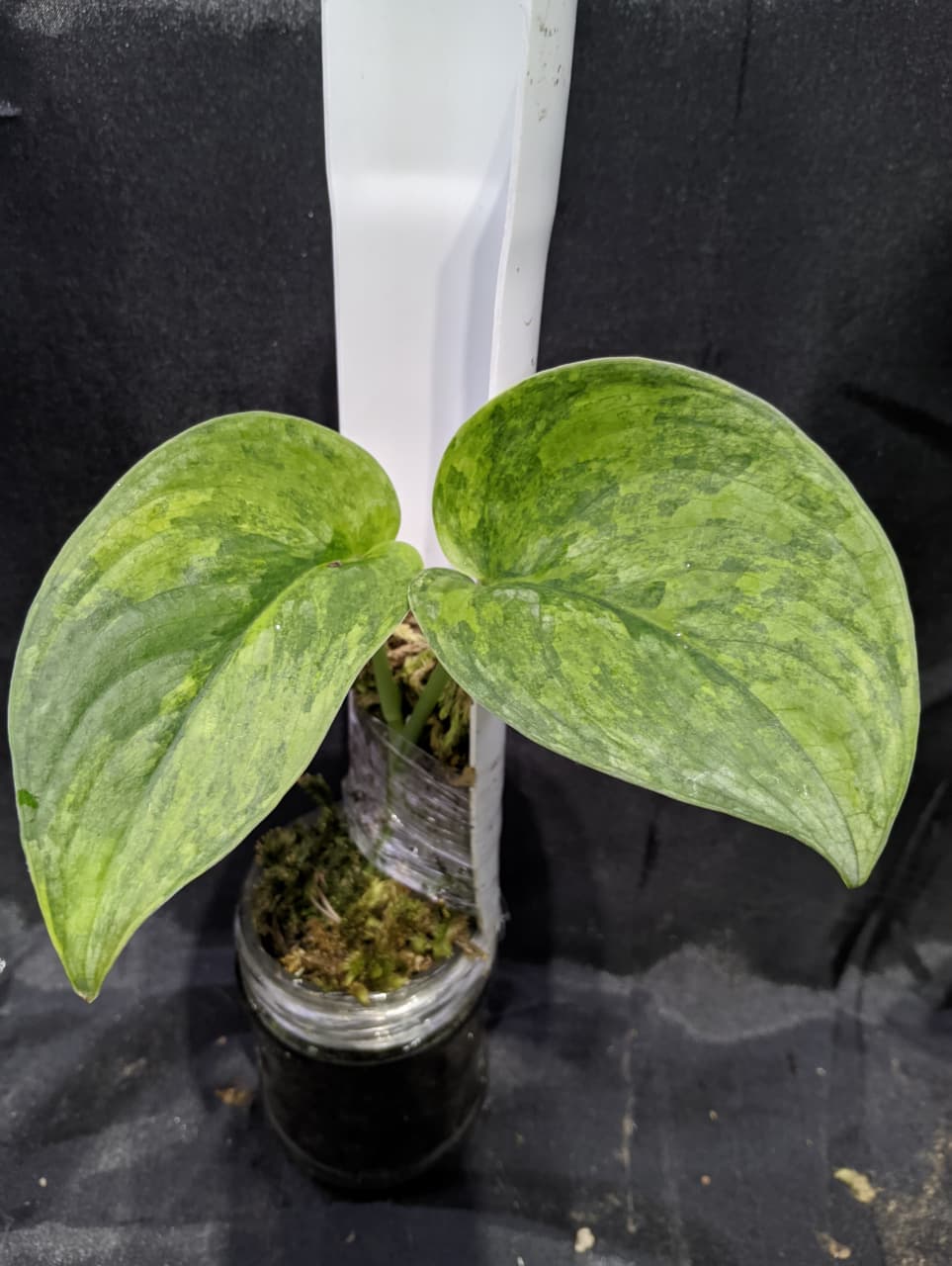 Scindapsus Sanghyang