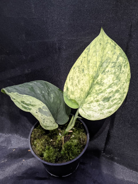 Scindapsus Sangkuriang