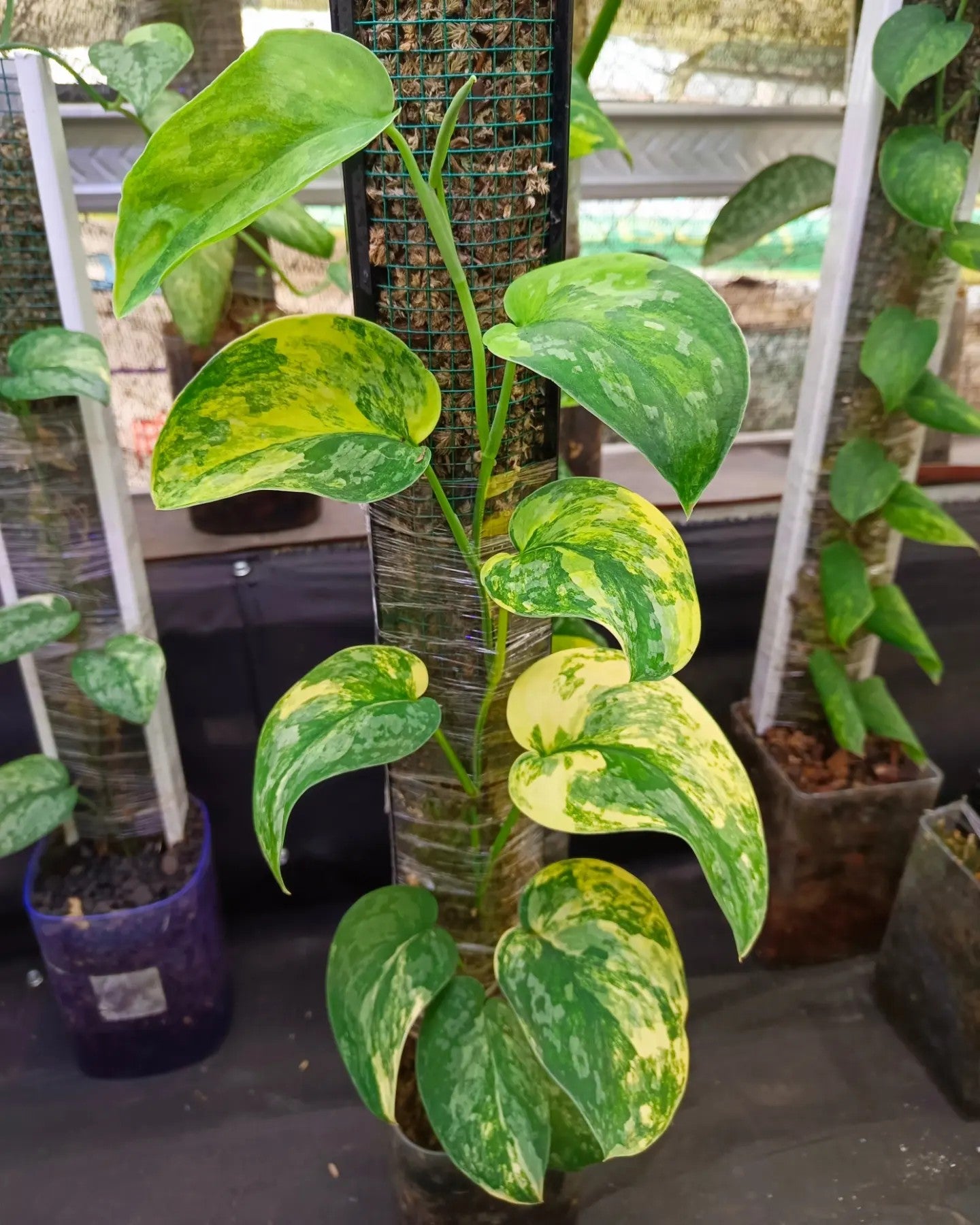 Scindapsus Swarnabhumi