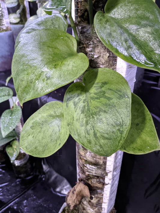 Scindapsus Blue Tiger