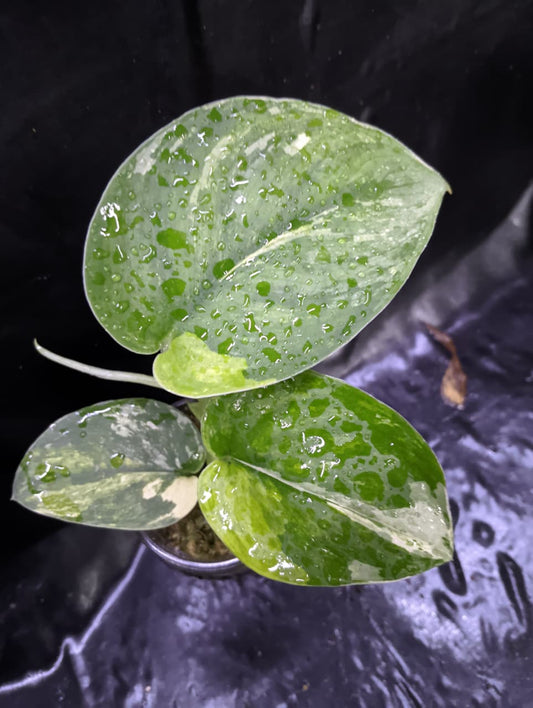 Scindapsus Senara 3 Color