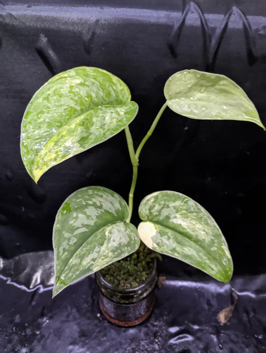 Scindapsus Siak Albo