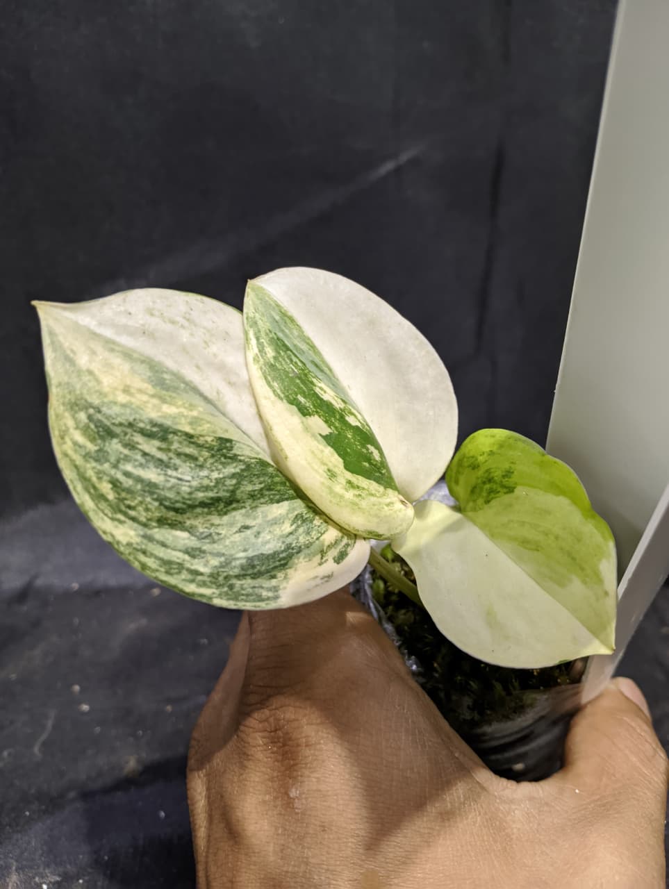 Scindapsus Halfmoon Yellow