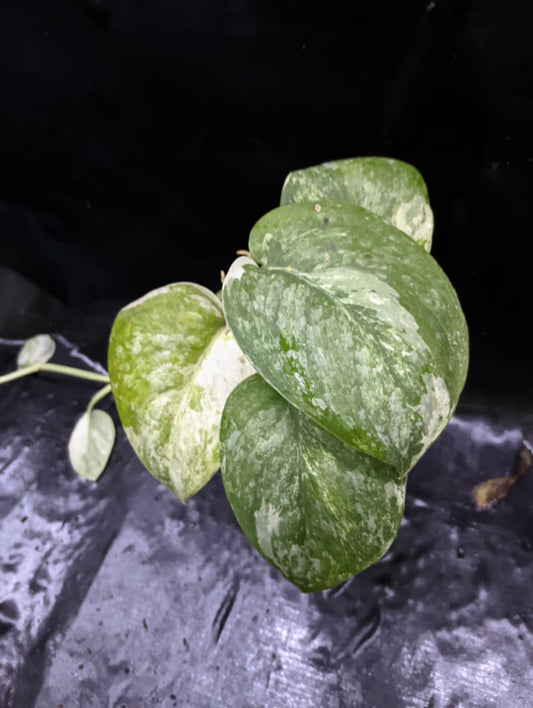 Scindapsus Siliwangi 3 Color