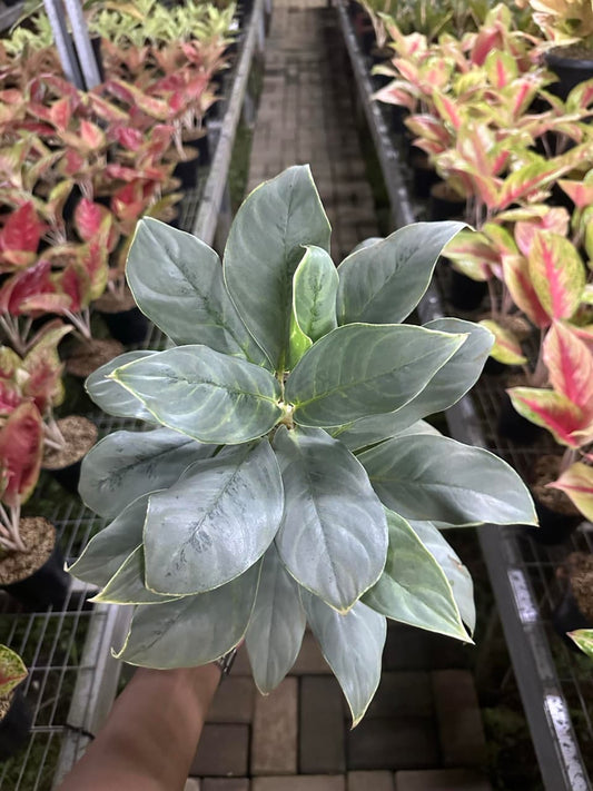 Aglaonema Silver Carly