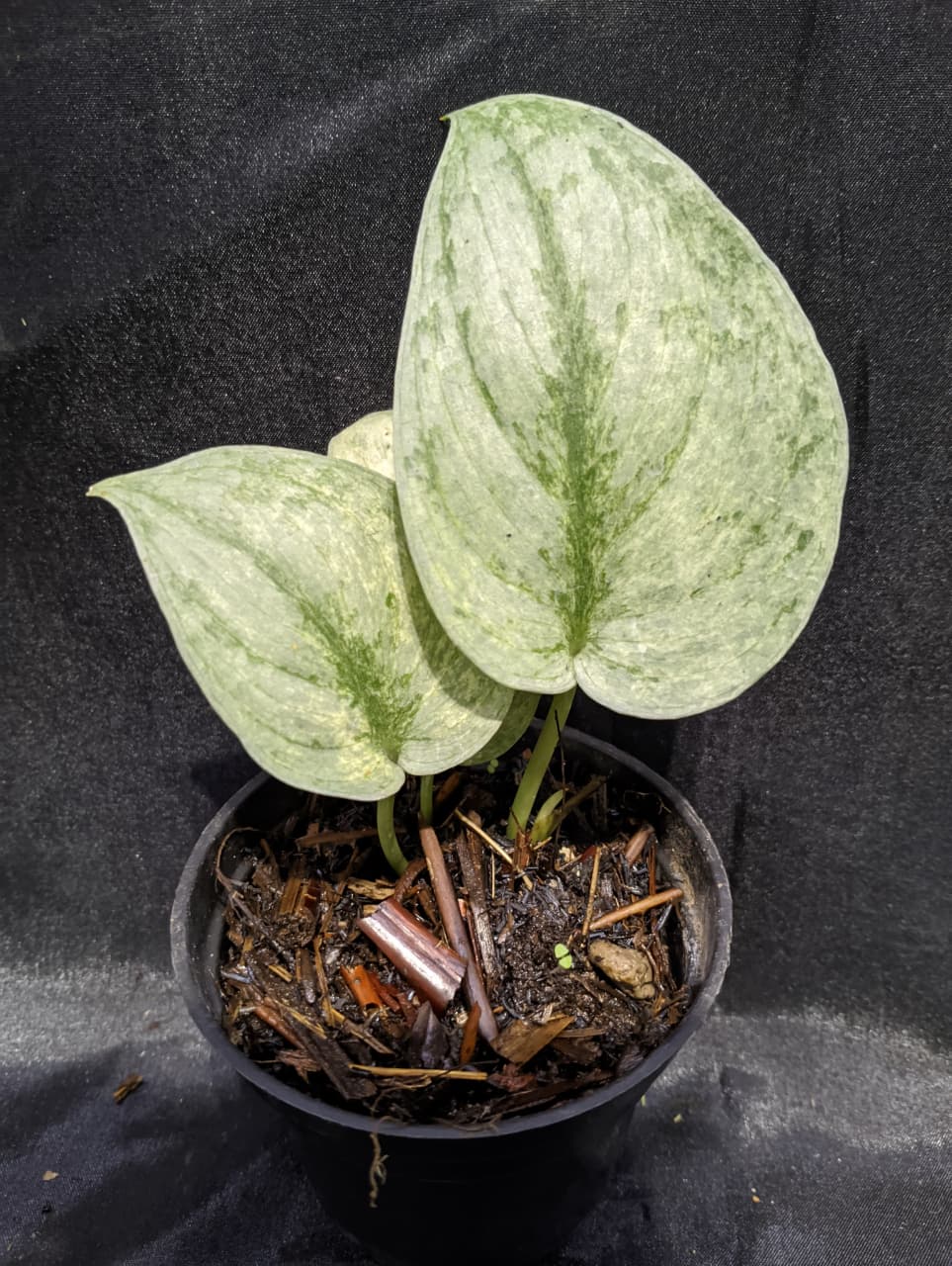 Scindapsus Silver Hero