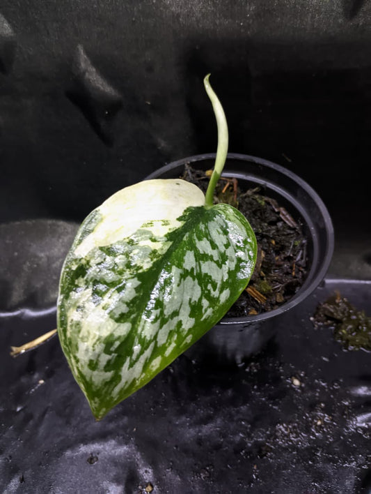 Scindapsus Silver Tiger