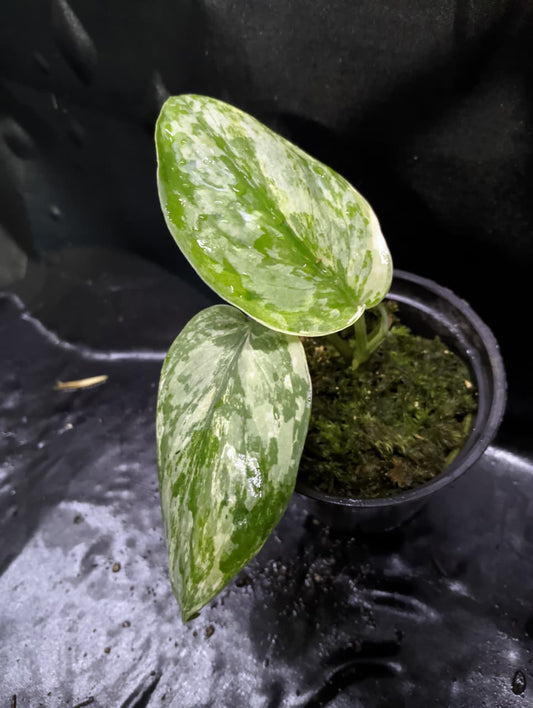 Scindapsus Silver Cloud Albo