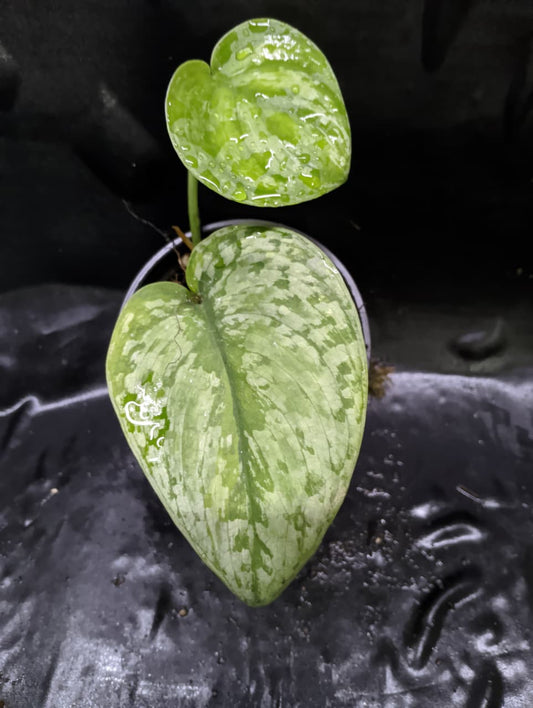 Scindapsus Silver Cloud Variegated