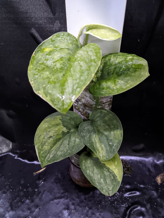 Scindapsus Silver Dragon