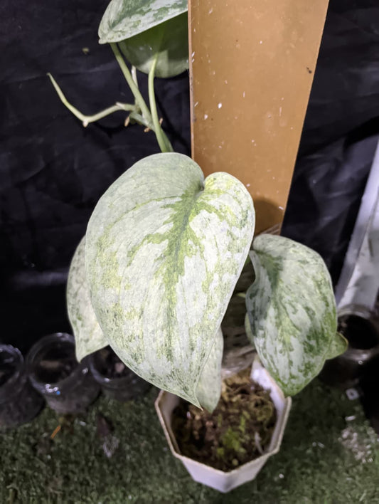 Scindapsus Silver Hero 3 Color