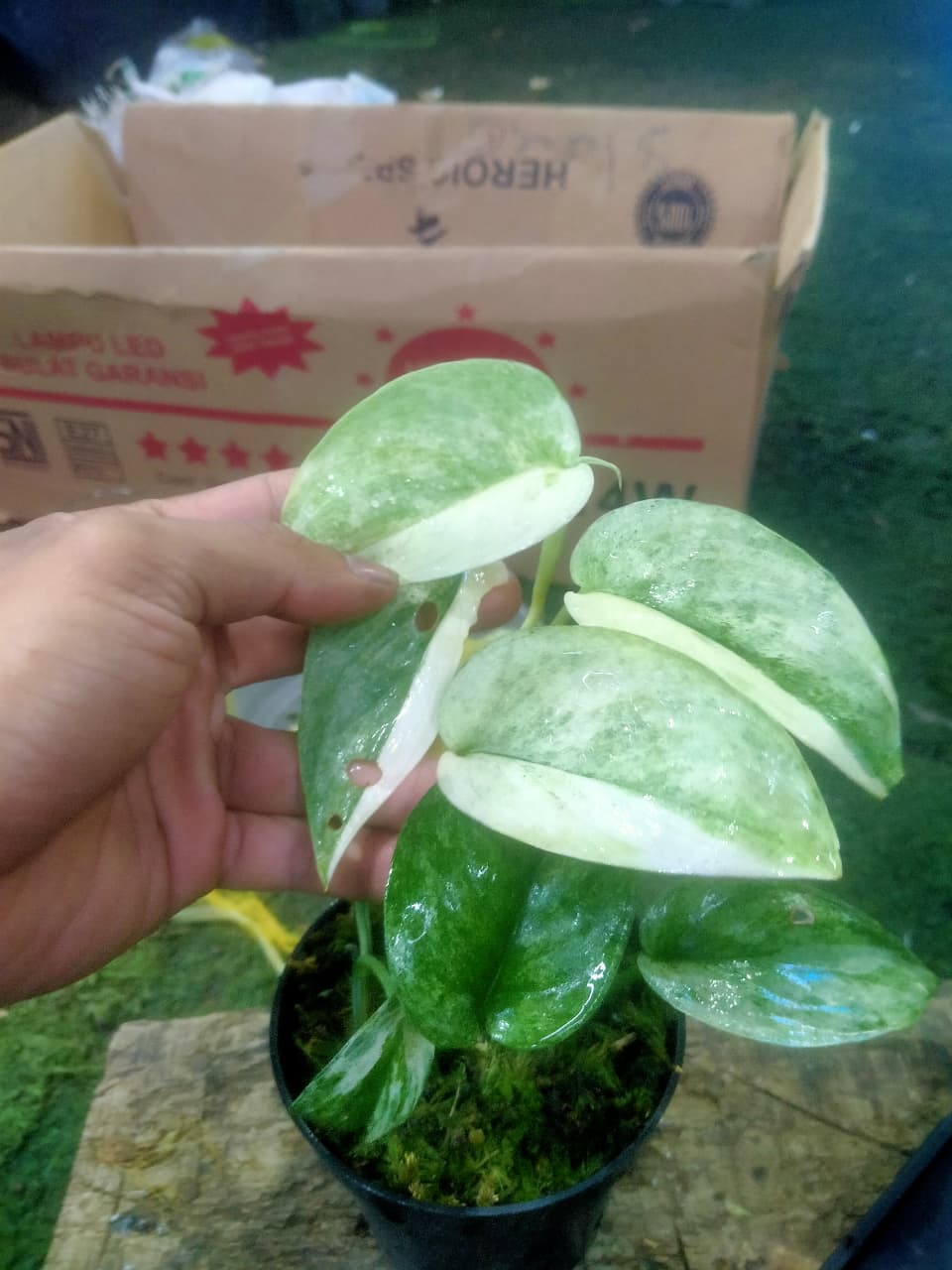 Scindapsus Silver Splash Super Star HalfMoon