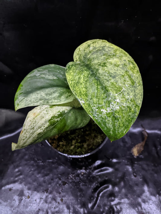 Scindapsus Silver Splash Variegated
