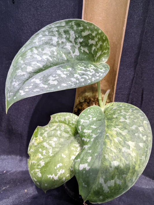 Scindapsus Singkawang Yellow Variegated