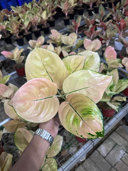 Aglaonema Sofia