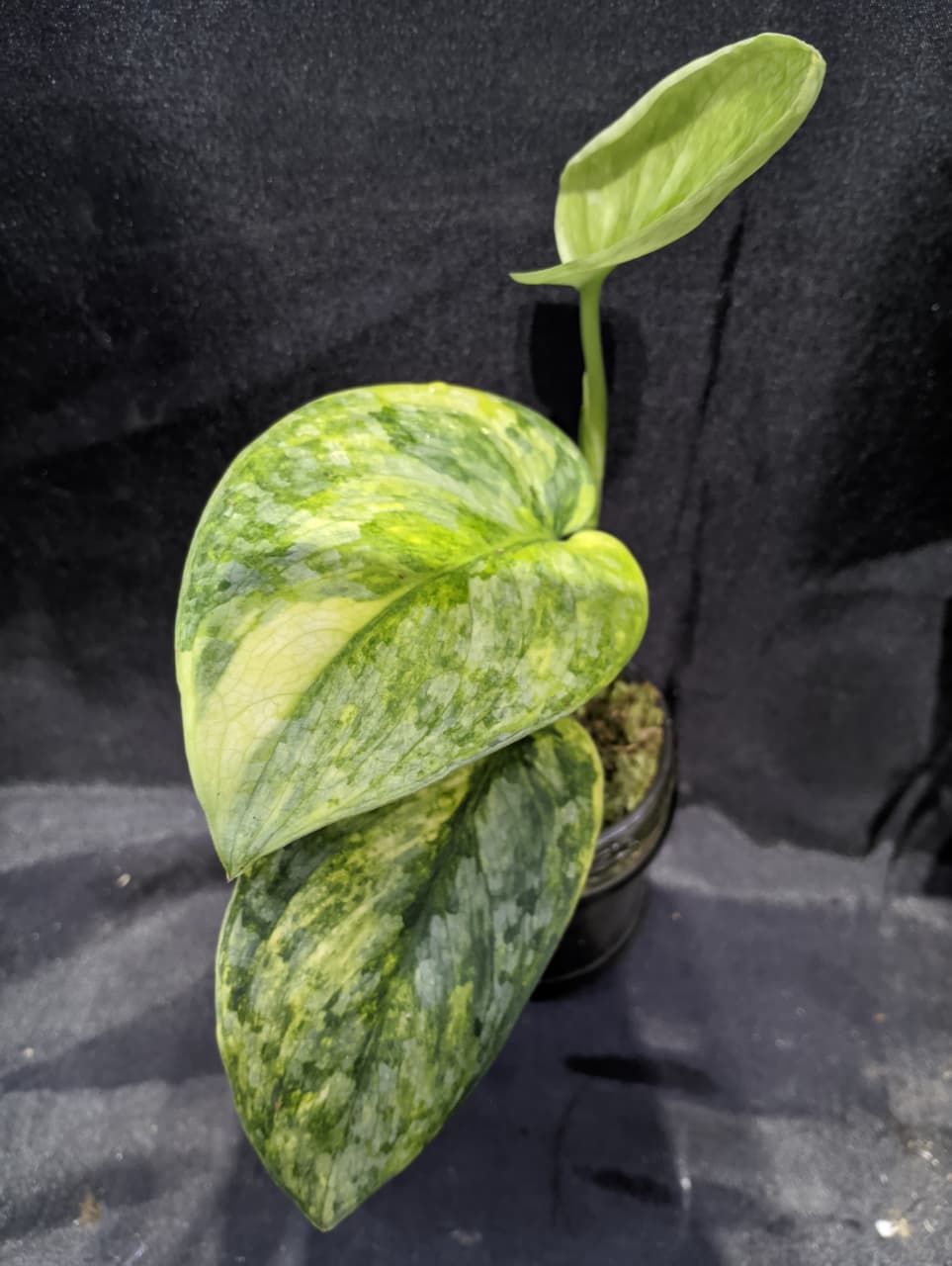 Scindapsus Sunda Land