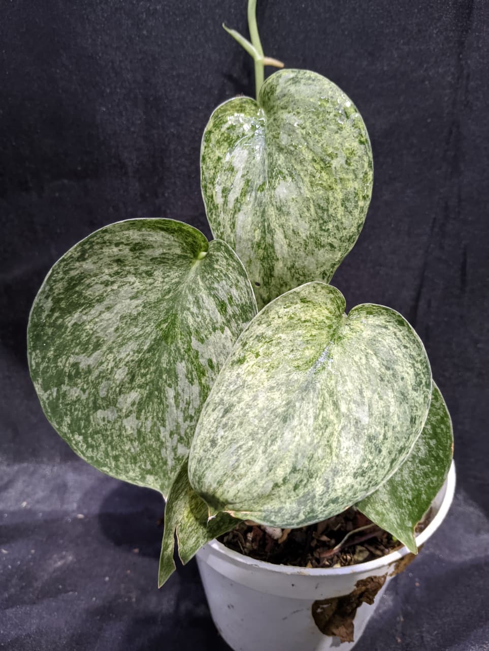 Scindapsus Super Star