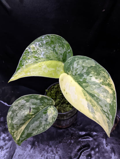 Scindapsus Swarnabhumi