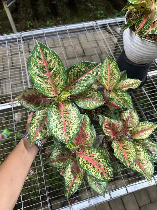 Aglaonema Sweet Platinum