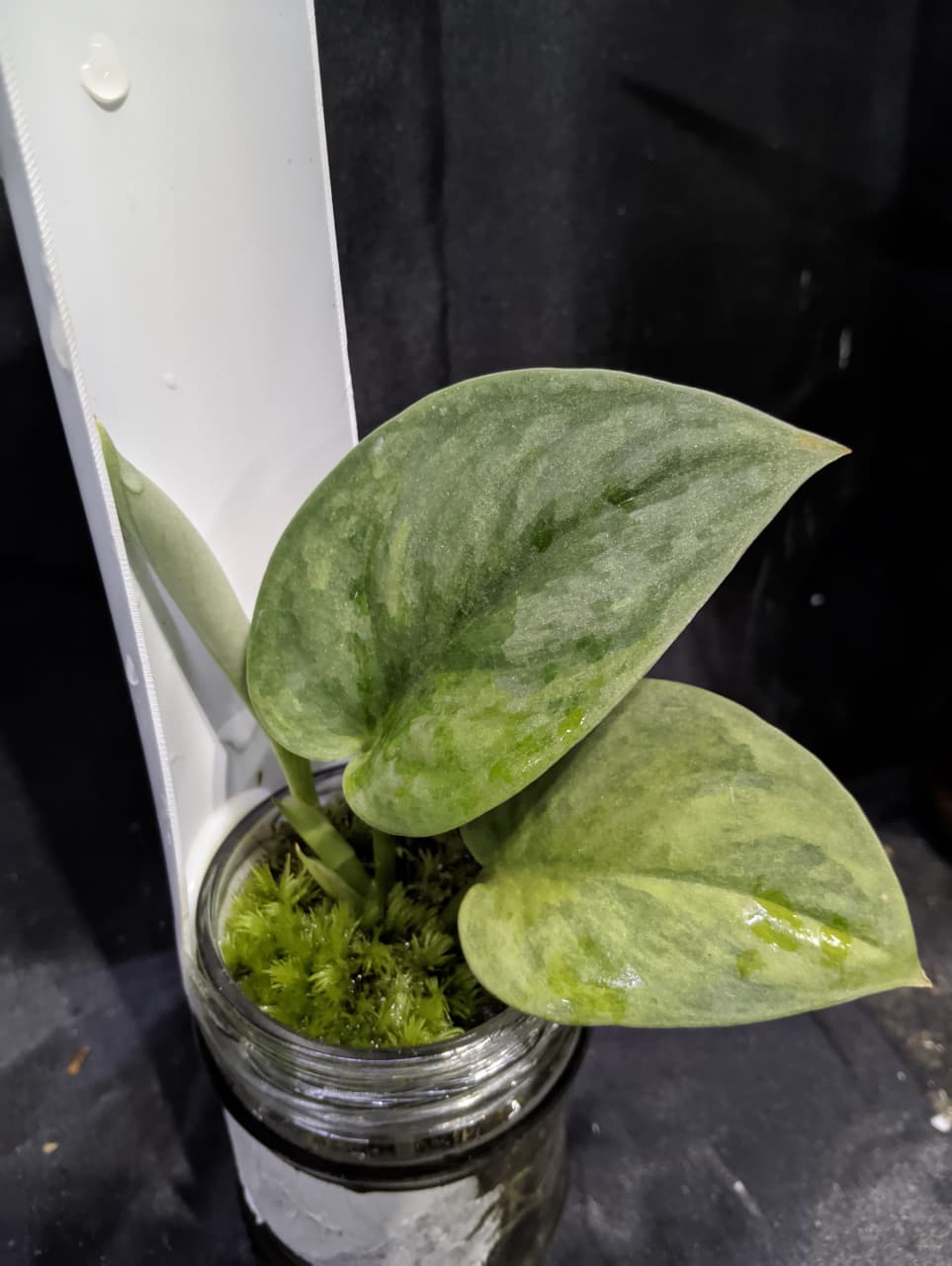 Scindapsus Tanjung Pura