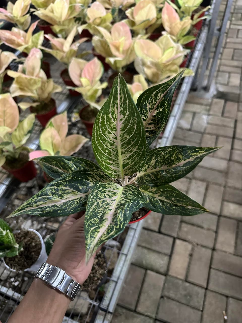 Aglaonema Tiara Violet
