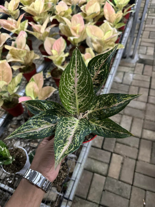 Aglaonema Tiara Violet